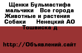 Щенки Бульмастифа мальчики - Все города Животные и растения » Собаки   . Ненецкий АО,Тошвиска д.